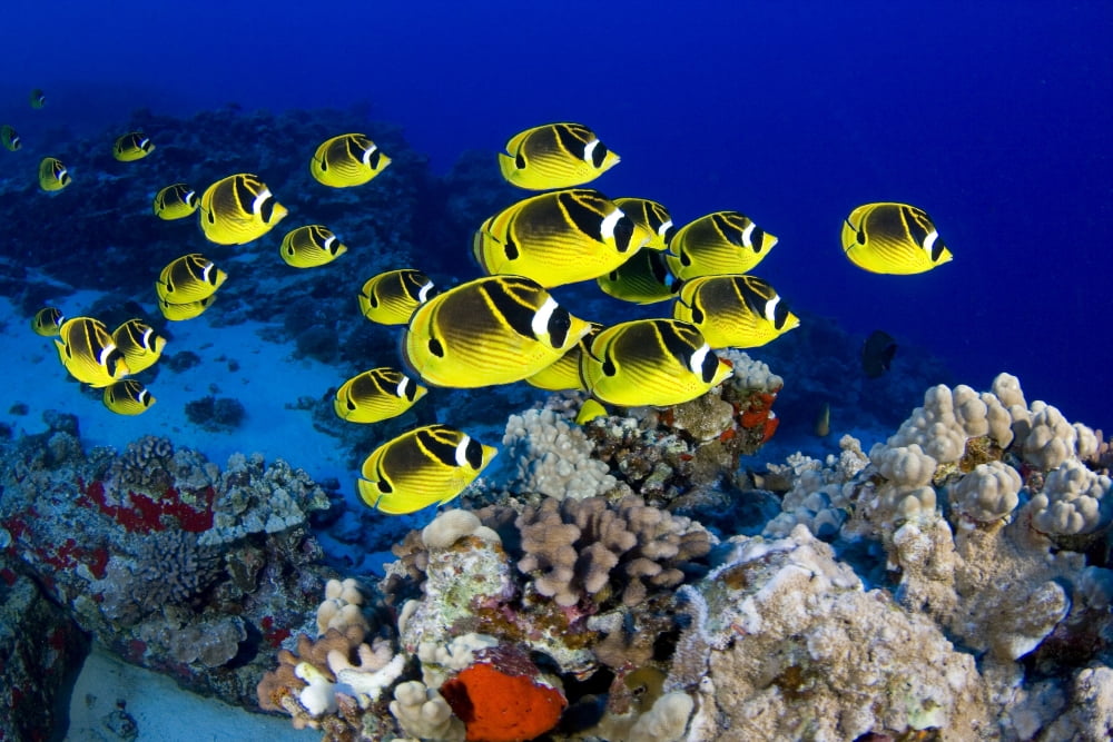 USA School of Raccoon Butterflyfish (Chaetodon Lunula) Hawaii Canvas Art - Dave Fleetham Design Pics (17 x 11)