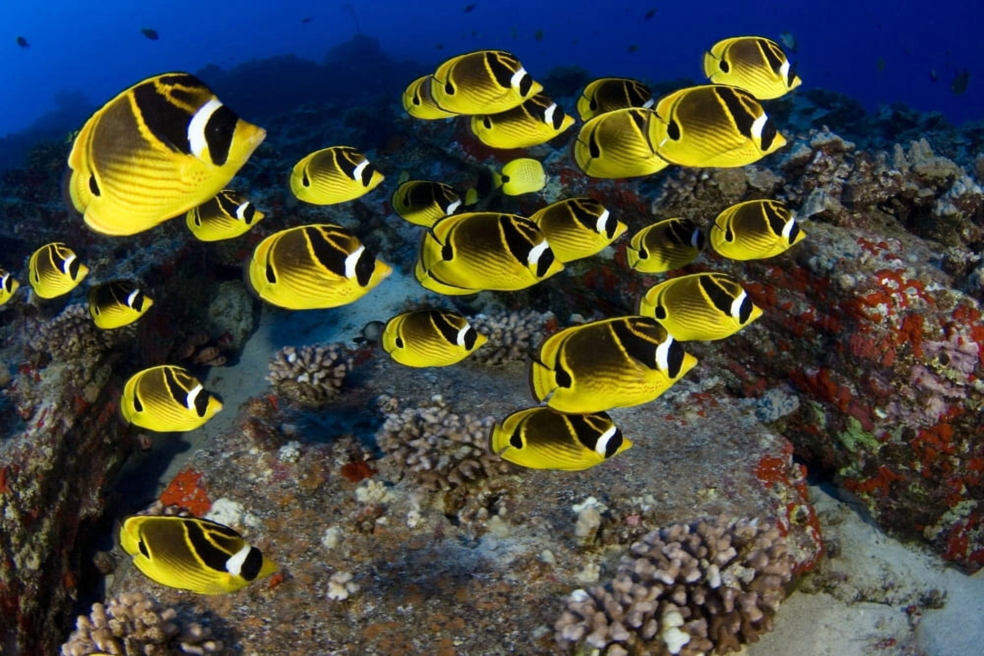 USA School of Raccoon Butterflyfish (Chaetodon Lunula) Hawaii Canvas Art - Dave Fleetham Design Pics (34 x 22)