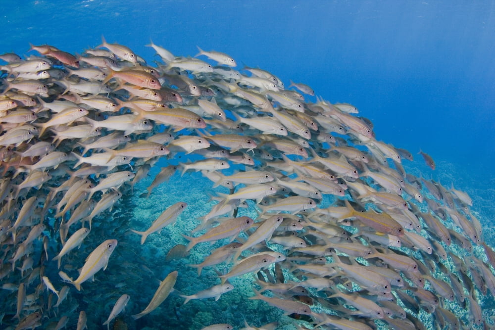 USA School of Yellowfin Goatfish (Mulloidichthys Vanicolensis) Hawaii Canvas Art - Dave Fleetham Design Pics (34 x 22)