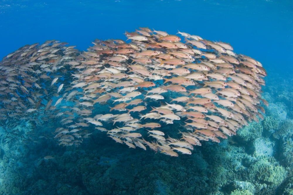 USA School of Yellowfin Goatfish (Mulloidichthys Vanicolensis) Hawaii Canvas Art - Dave Fleetham Design Pics (34 x 22)