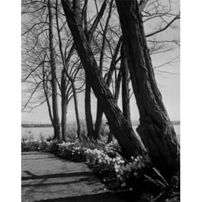 USA Seattle Daffodils & Locust Trees at Seattle Tennis Club Poster Print - 18 x 24 in.