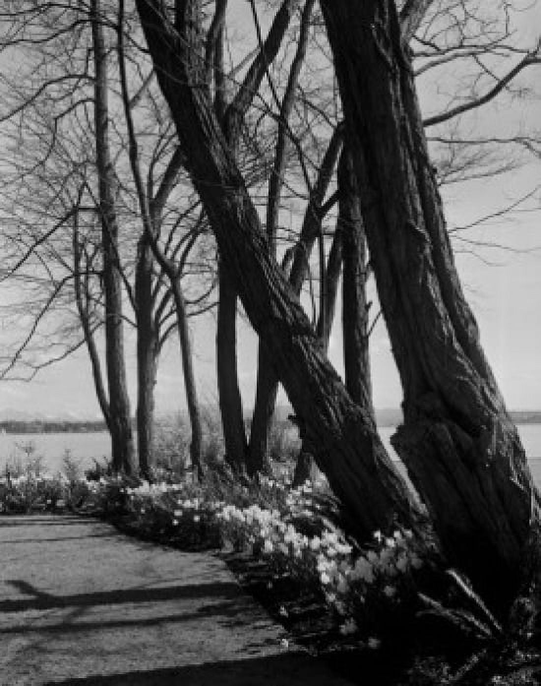 USA Seattle daffodils and locust trees at Seattle tennis club Canvas Art - (18 x 24)