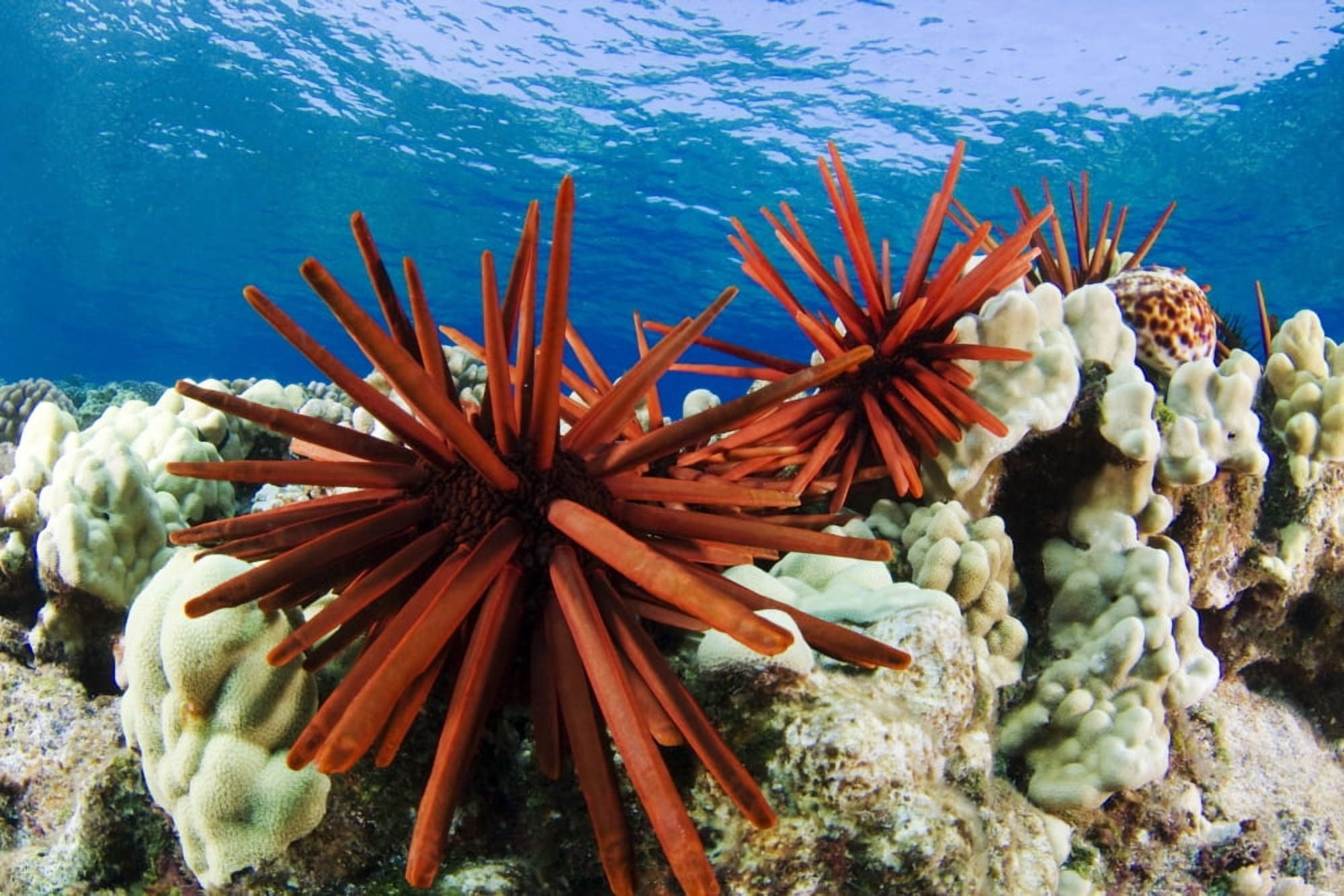 USA Slate Pencil Urchin (Heterocentrotus Mammillatus) Hawaii Islands Canvas Art - Dave Fleetham Design Pics (17 x 11)
