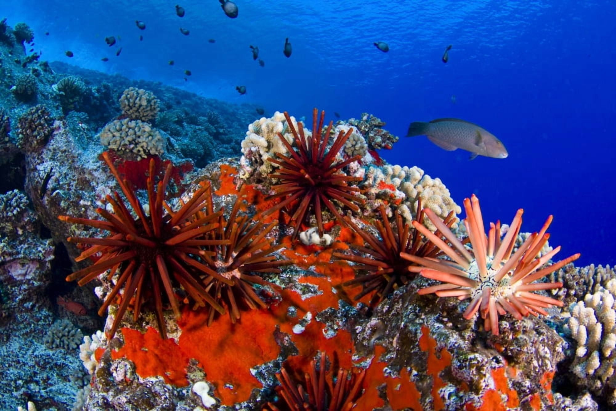 USA Slate Pencil Urchin (Heterocentrotus Mammillatus) Hawaii Islands Canvas Art - Dave Fleetham Design Pics (17 x 11)