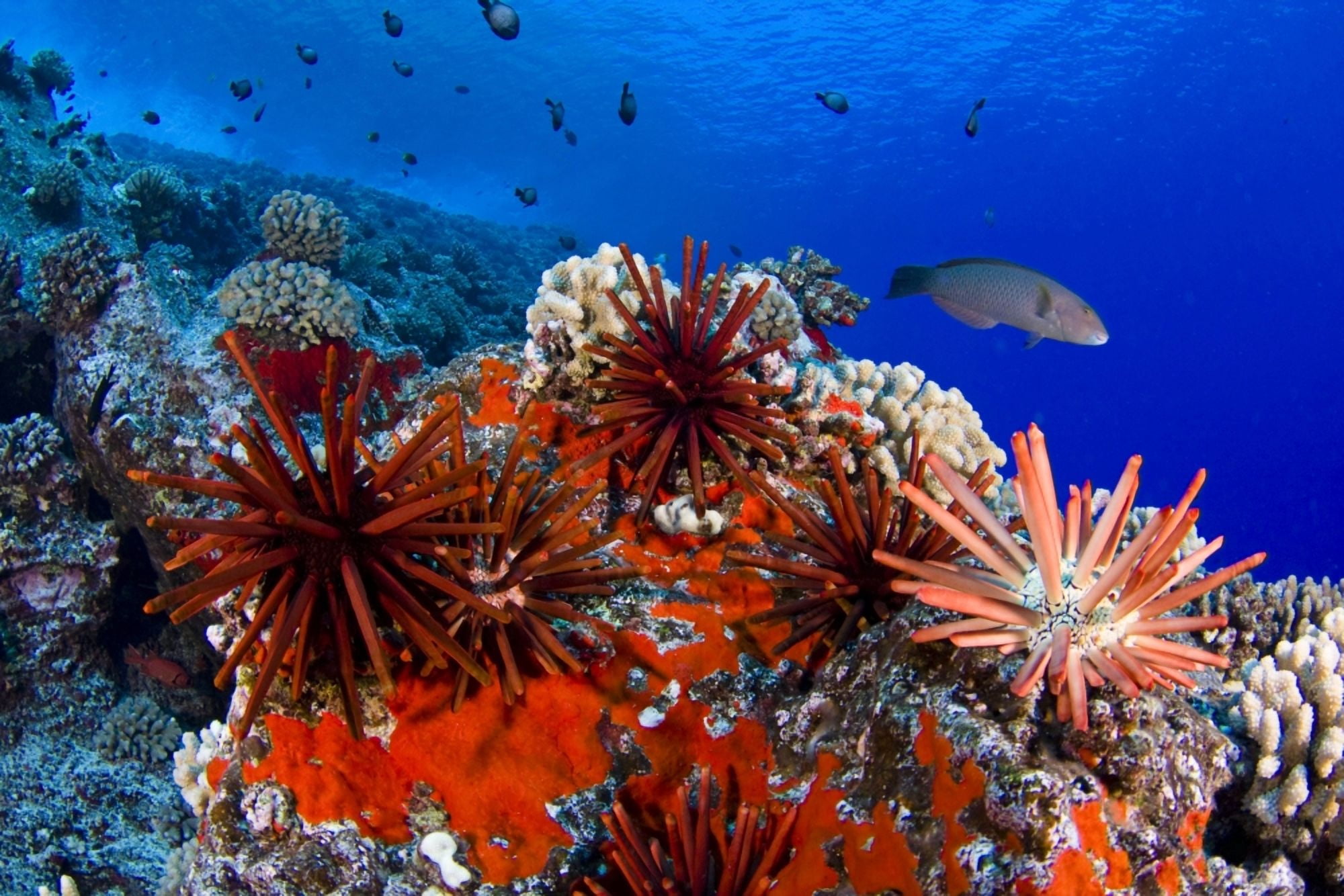 USA Slate Pencil Urchin (Heterocentrotus Mammillatus) Hawaii Islands Canvas Art - Dave Fleetham Design Pics (34 x 22)