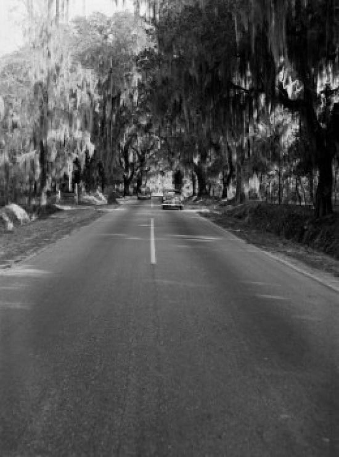 USA South Carolina Charleston Road between mangroves Canvas Art - (18 x 24)