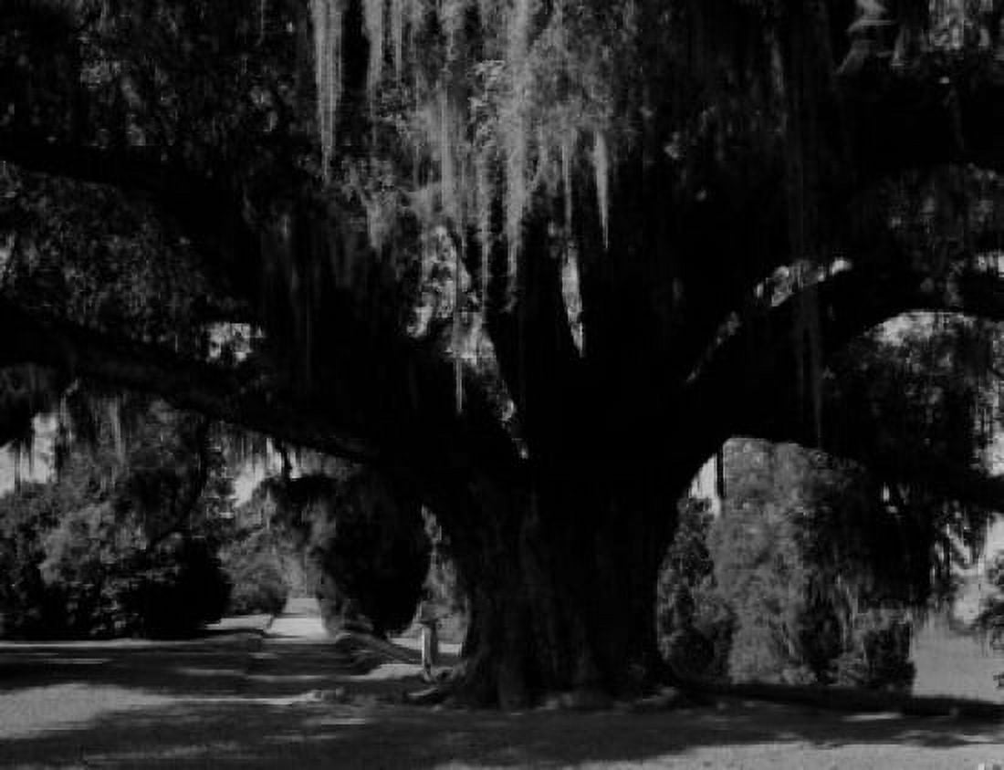 USA South Carolina Middleton Gardens 900 years old Great Oak Canvas Art - (18 x 24)