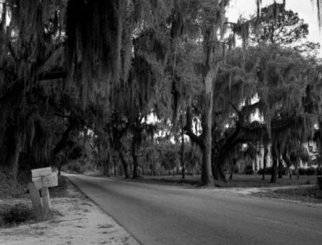 USA South Carolina highway 61 from Charleston to Sommerville Spanish moss hanging from trees Canvas Art - (24 x 36)