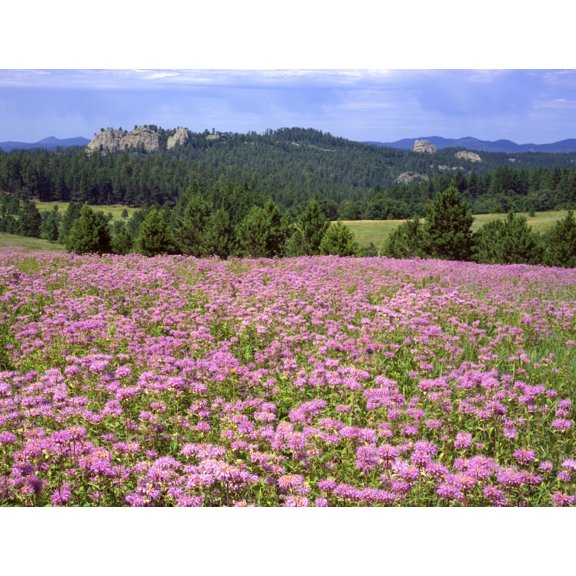 USA  South Dakota  Black Hills. Blooming horsemint flowers cover hillside. Poster Print by Jaynes Gallery