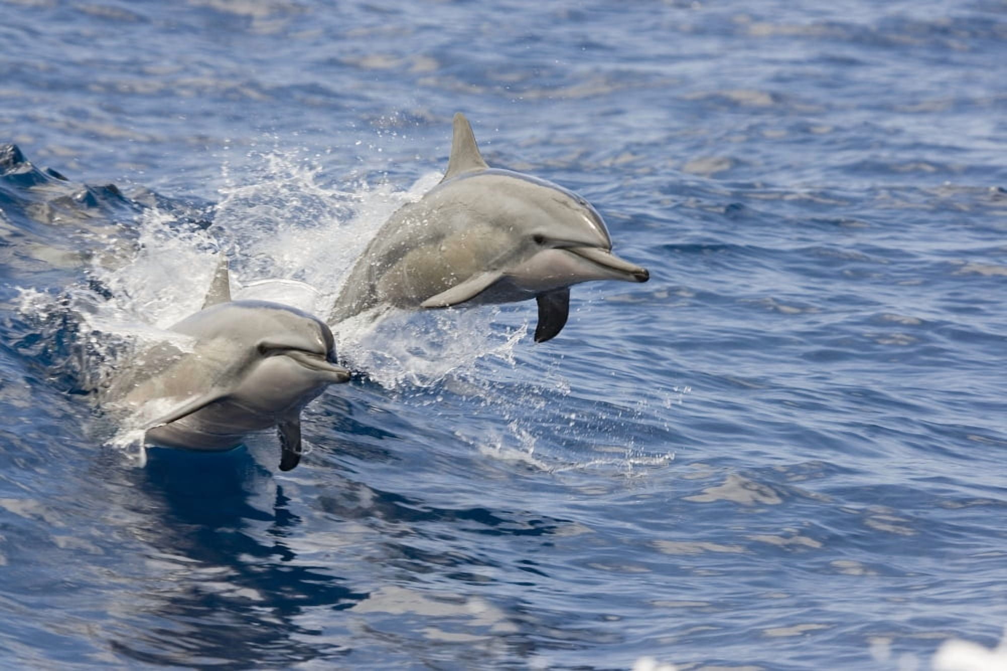 USA Spinner Dolphins (Stenella Longirostris) jumping Hawaii Canvas Art - Dave Fleetham Design Pics (17 x 11)