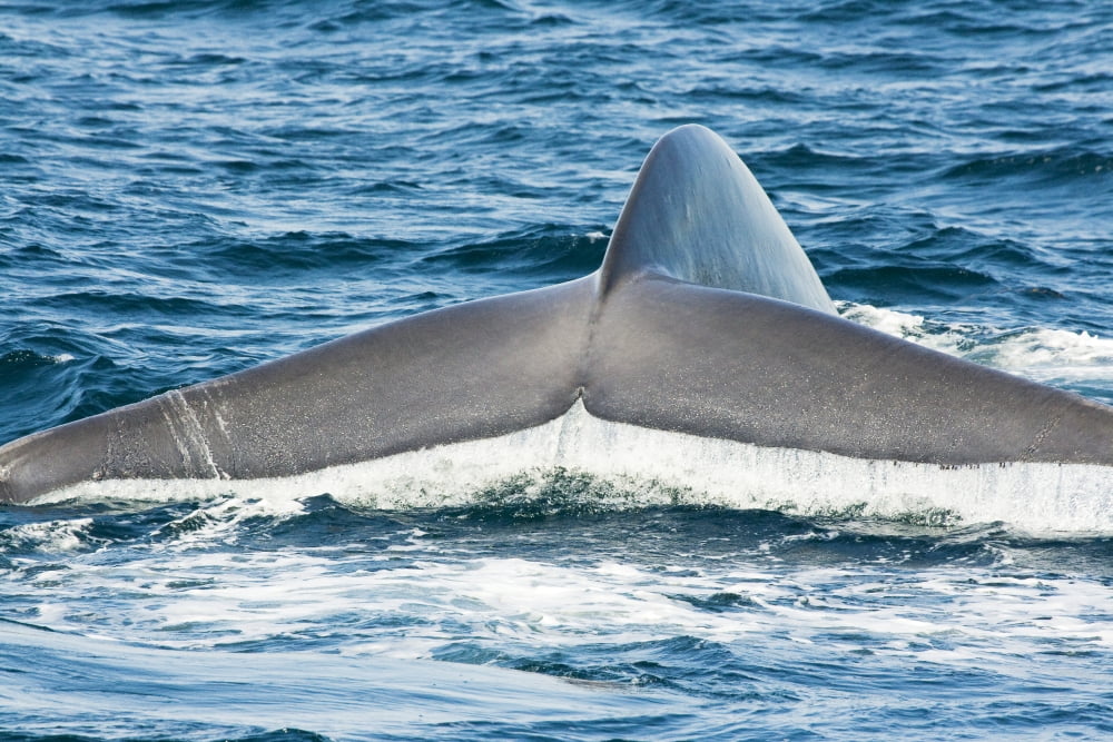 USA Tail fluke of Blue Whale (Balaenoptera Musculus) California Canvas Art - Dave Fleetham Design Pics (17 x 11)