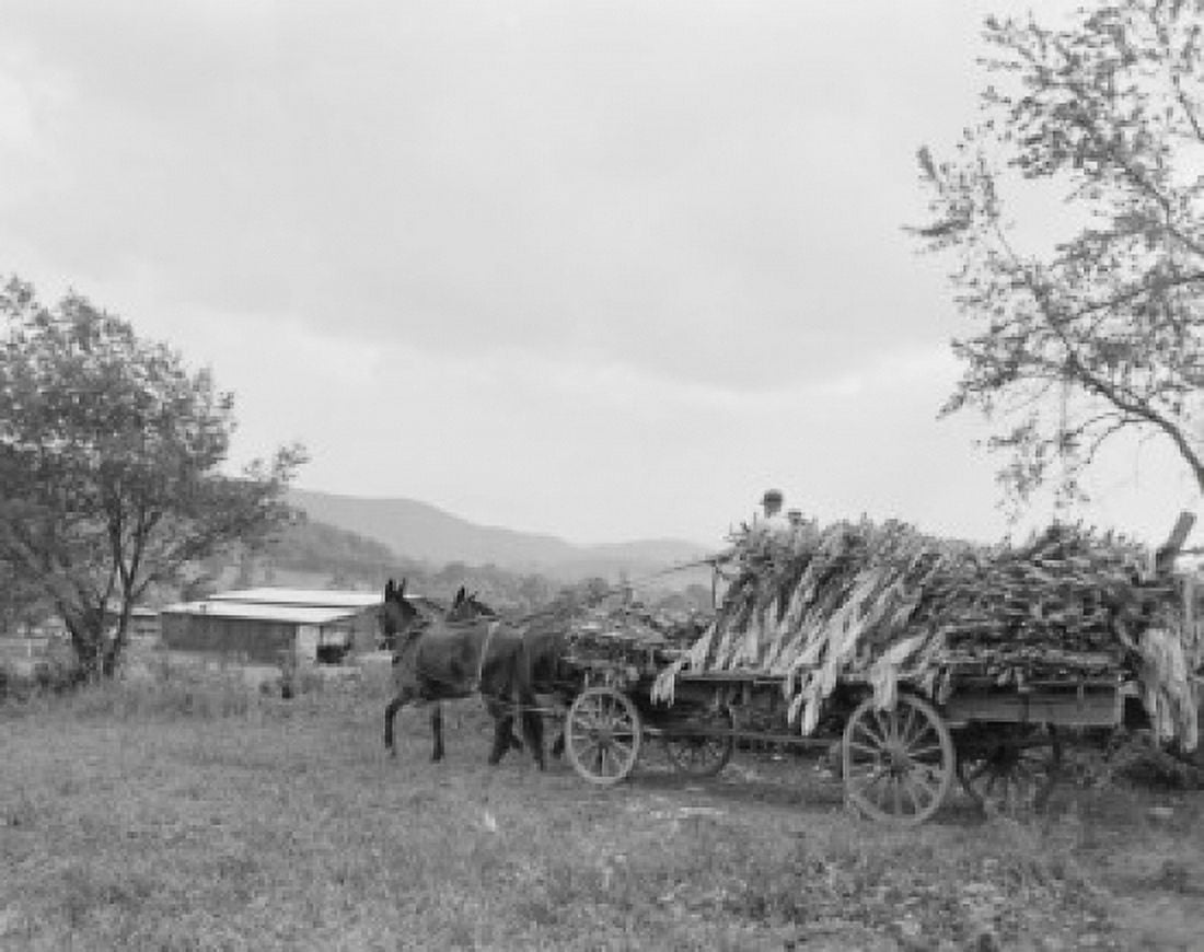 USA Tennessee Milligan tobacco harvest Canvas Art - (24 x 36)