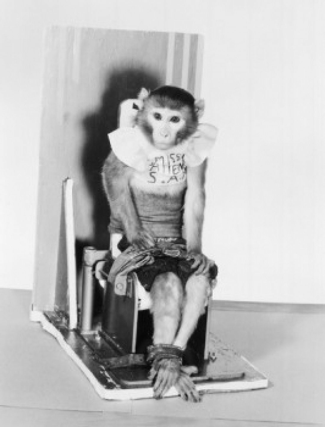 USA Texas Randolph Air Force Base School of Aviation Medicine monkey sitting on chair and being trained for space research work Canvas Art - (18 x 24)
