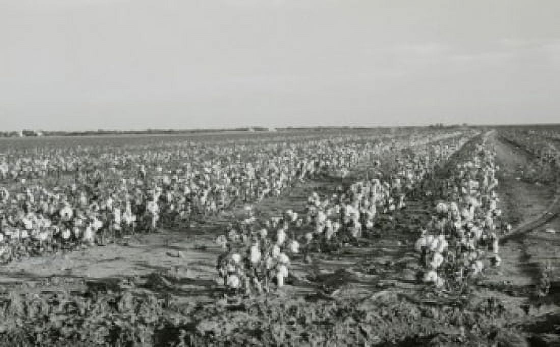 USA Texas Stith Cotton field Canvas Art - (24 x 36)