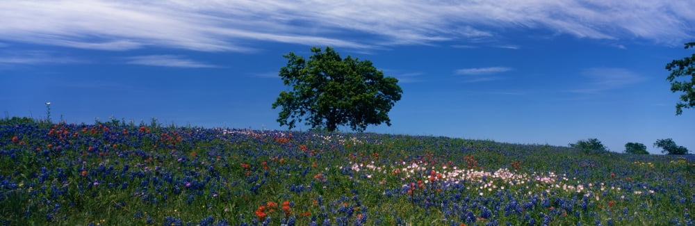 USA Texas hill country Canvas Art - Panoramic Images (27 x 9)