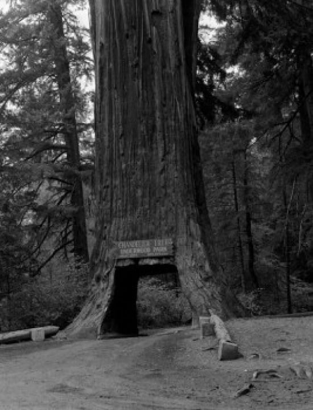 USA Underwood State Park Chandelier tree on US 101 200 miles North of San Francisco Canvas Art - (18 x 24)