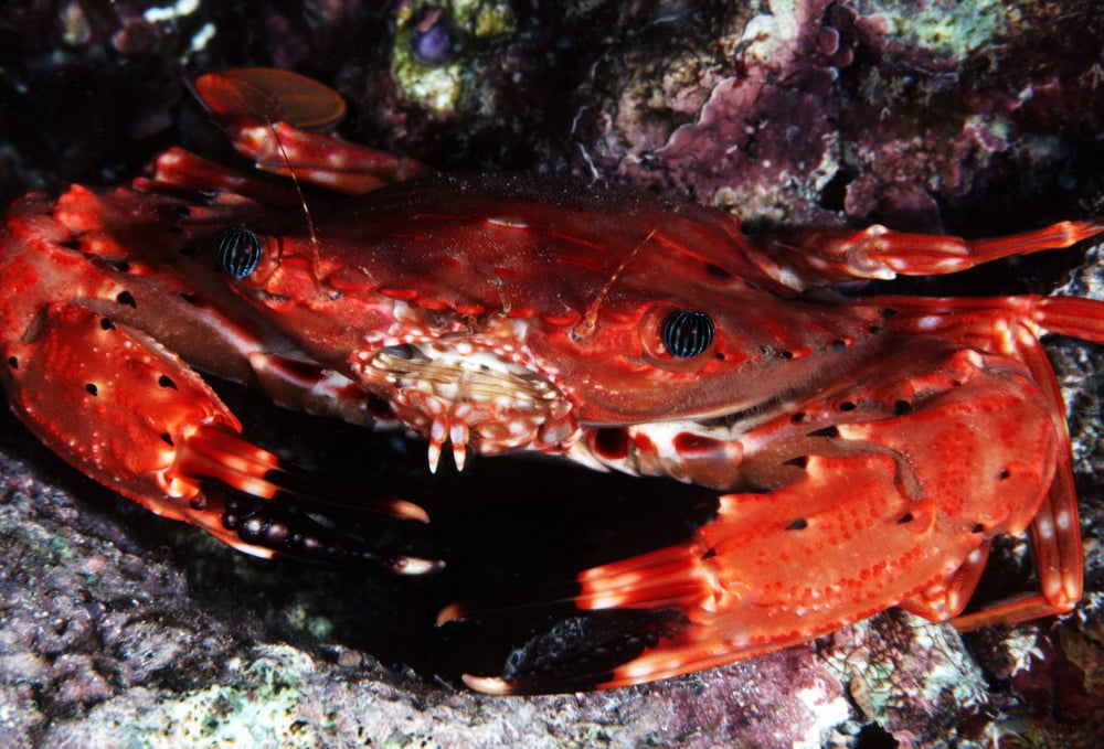 USA Usaensis) Hawaii (Charybdis Hawaii Swimming Crab Canvas Art - Ed Robinson Design Pics (19 x 13)
