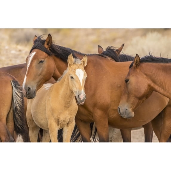 USA, Utah, Tooele County. Wild horses close-up. Poster Print by Jaynes Gallery (18 x 24)