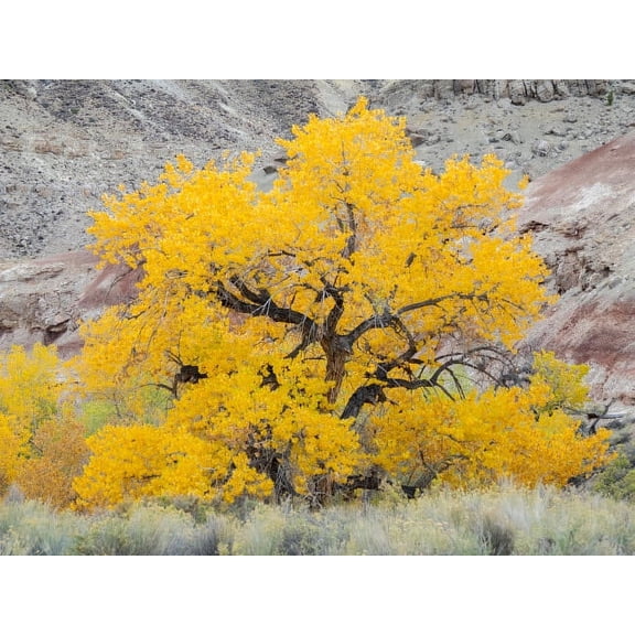 USA, Utah Wayne County, The Blue Hills, Golden Fremont Cottonwood trees Poster Print by Jamie & Judy Wild (24 x 18) # US45JWI1077
