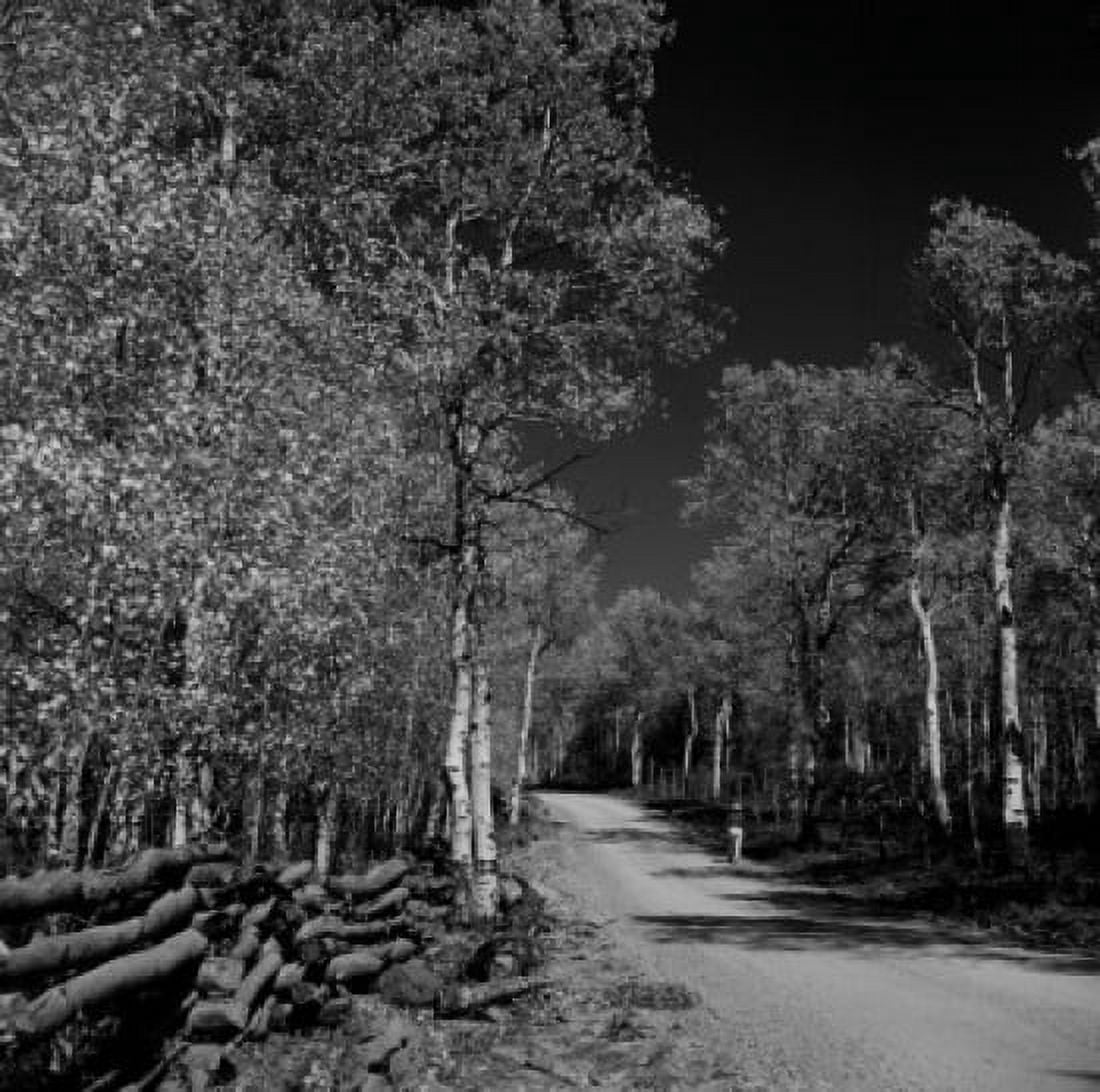 USA Utah country road in woods Canvas Art - (18 x 24)