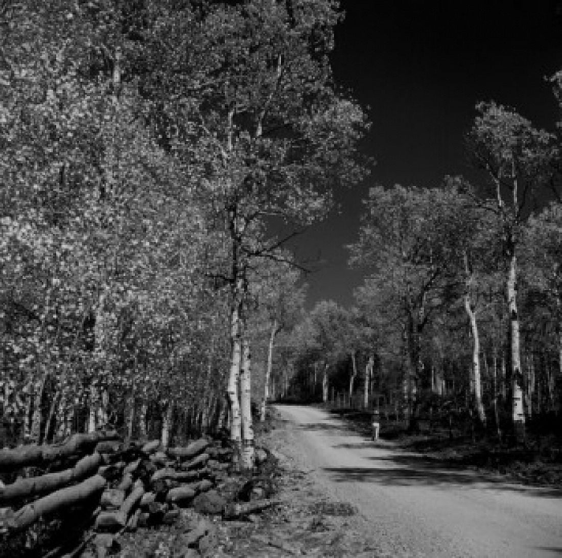 USA Utah country road in woods Canvas Art - (24 x 36)