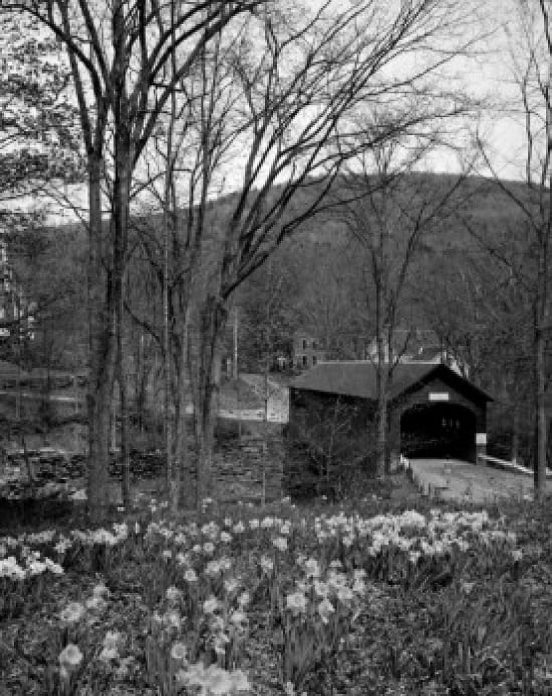 USA Vermont Brattleboro Daffodils in forest covered bridge in background Canvas Art - (18 x 24)