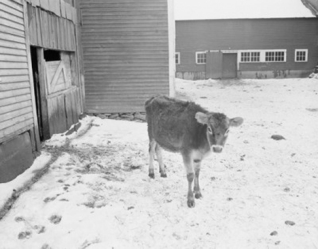 USA Vermont Calf in snow covered barn yard Canvas Art - (24 x 36)