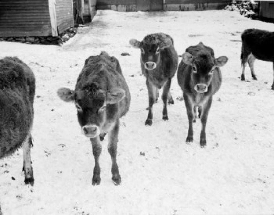 USA Vermont Calves in snow Canvas Art - (24 x 36)