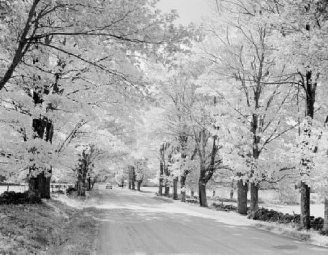 USA Vermont Country road lined by autumn trees Canvas Art - (24 x 36)
