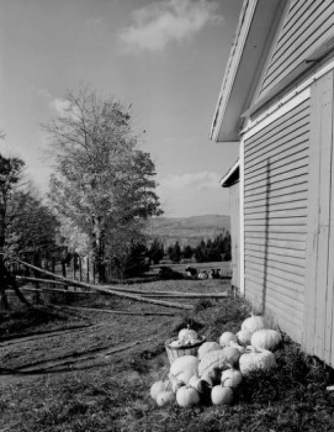 USA Vermont Glover apples and pumpkins in front of barn Canvas Art - (24 x 36)