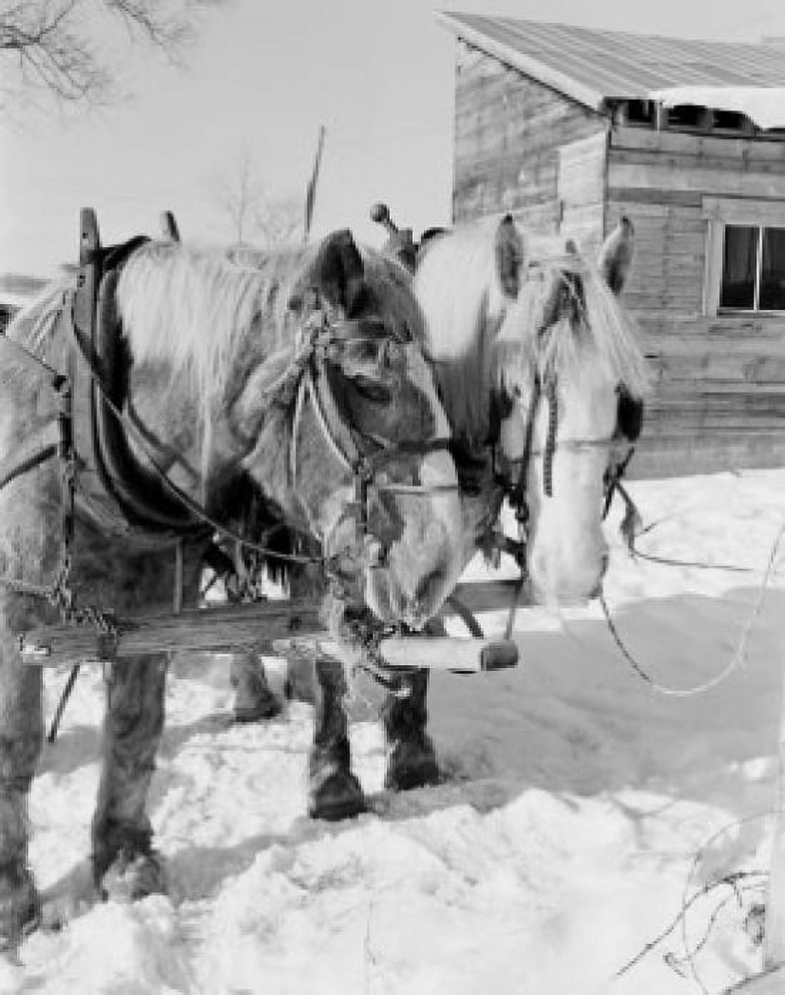 USA Vermont Graniteville horses in snow Canvas Art - (18 x 24)