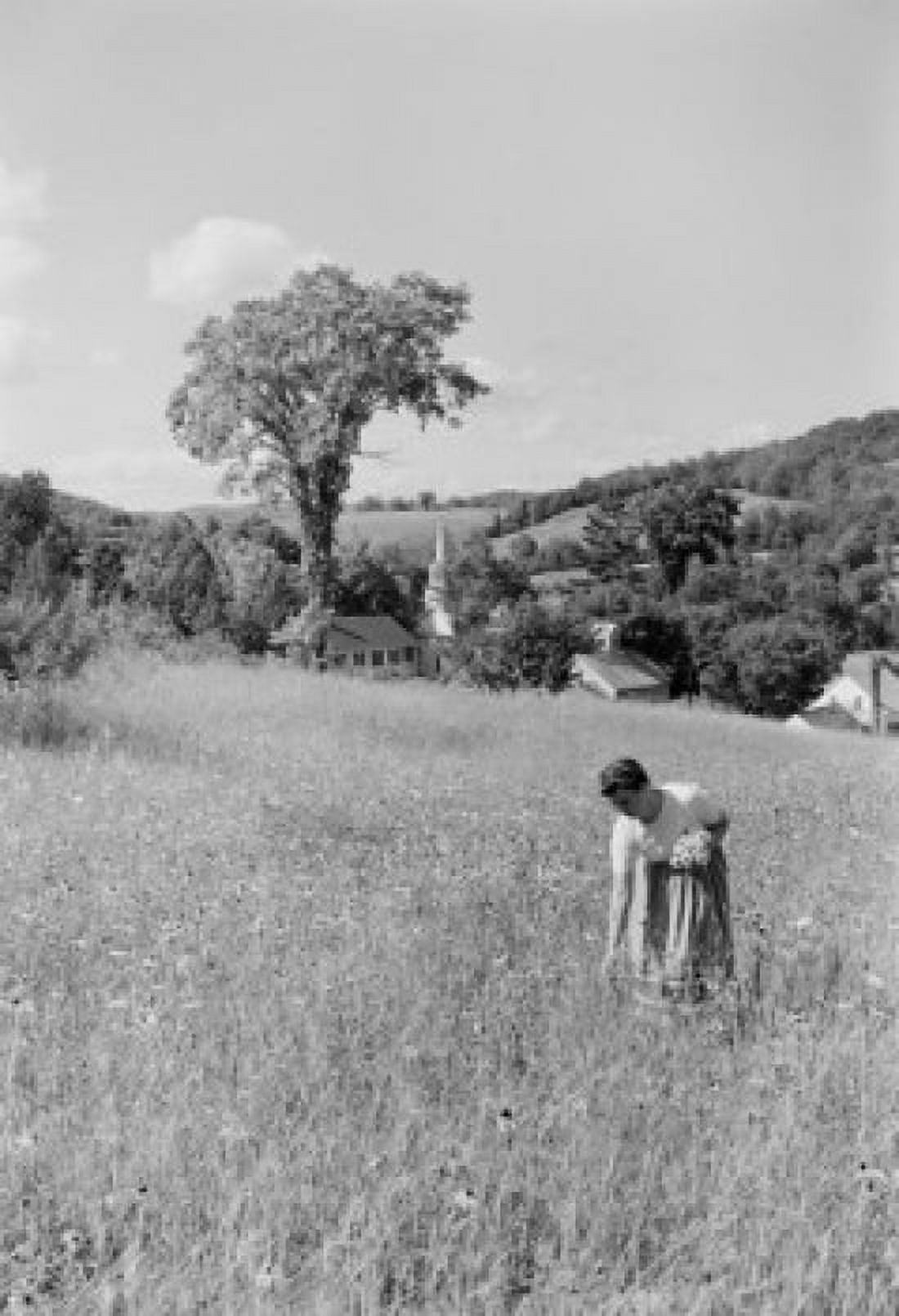 USA Vermont South Strafford Woman in field picking flowers Canvas Art - (24 x 36)