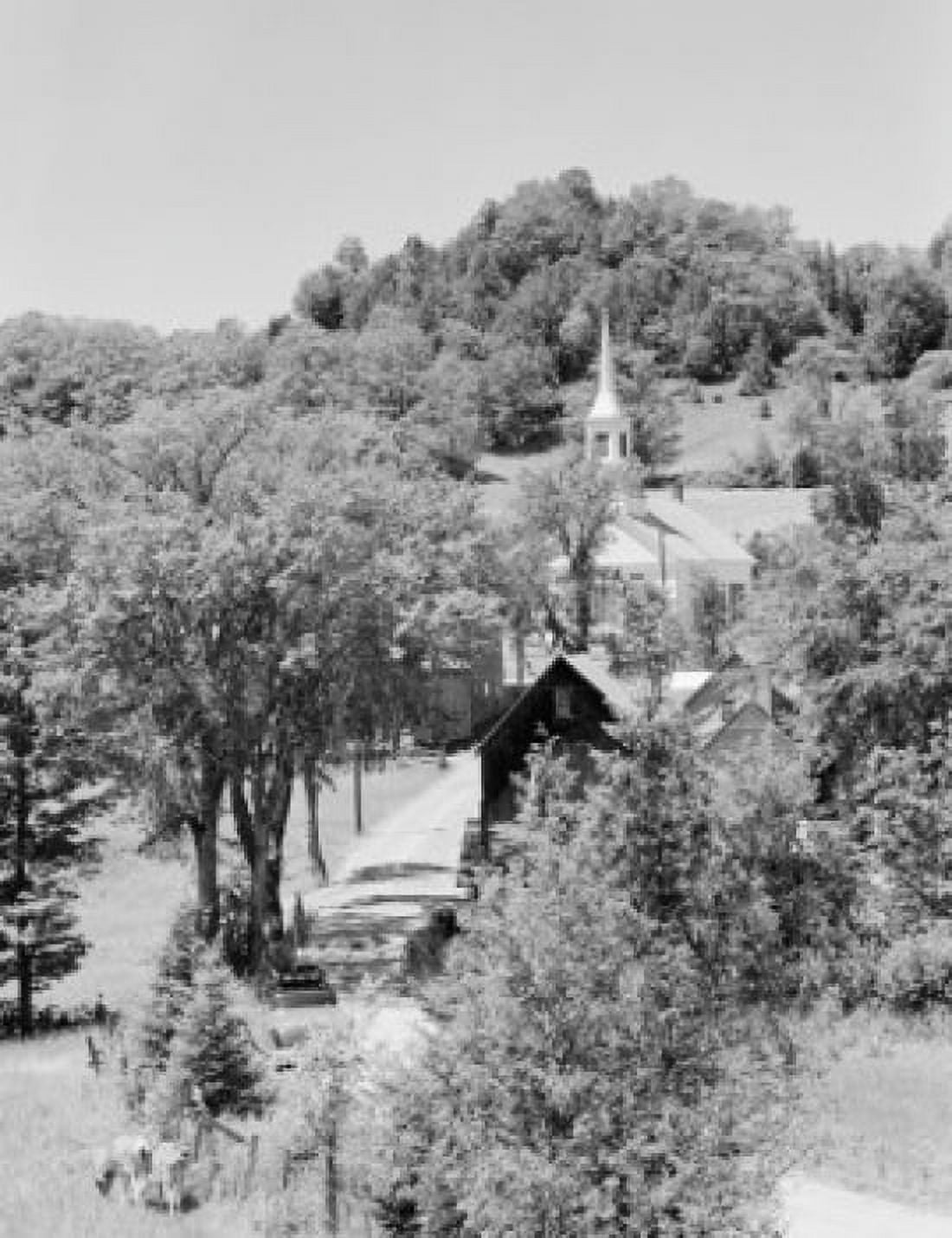 USA Vermont Waitts River village scene with calves and road Canvas Art - (24 x 36)