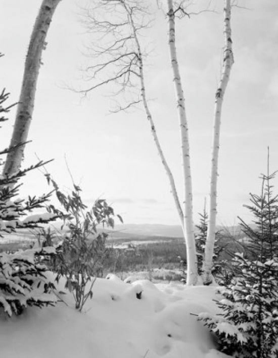 USA Vermont Waterford Winter landscape with Birch tree Canvas Art - (18 x 24)