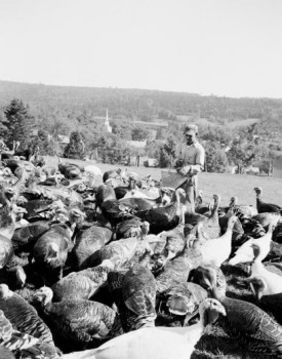 USA Vermont West Burke man feeding flock on turkey farm Canvas Art - (24 x 36)