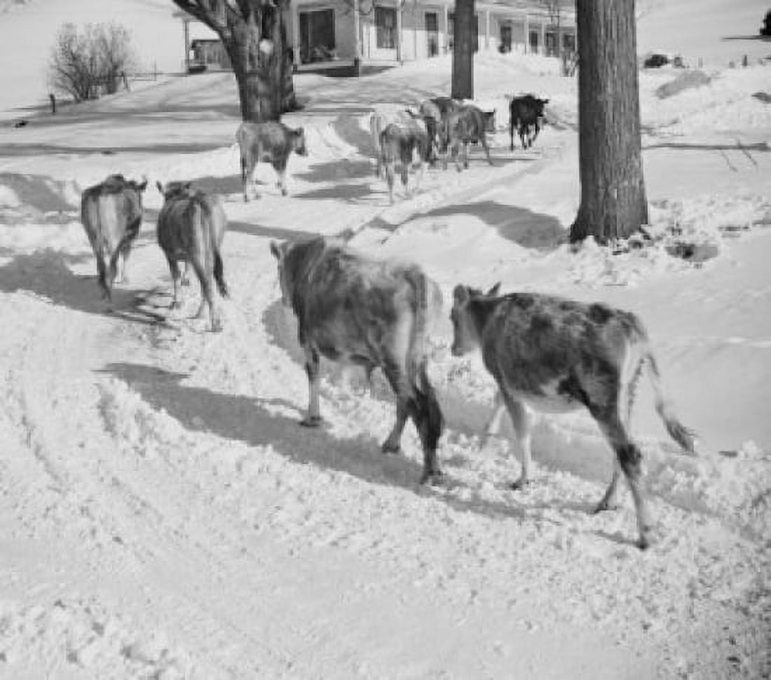 USA Vermont Windsor County Sharon cows on way to barn Canvas Art - (24 x 36)