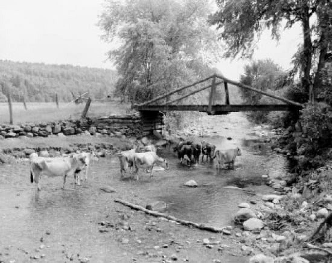 USA Vermont cows by riverbank Canvas Art - (18 x 24)