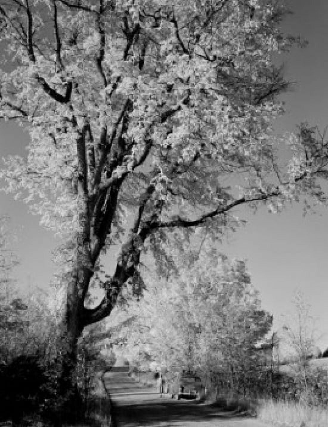 USA Vermont near Peacham giant elm tree and road Canvas Art - (18 x 24)
