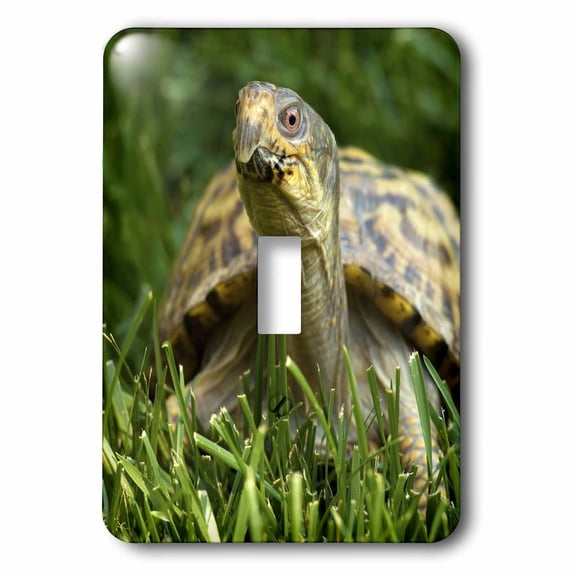 3dRose, USA, Virginia, Arlington, box turtle in grass - US47 CHI0079 - Corey Hilz, double toggle switch