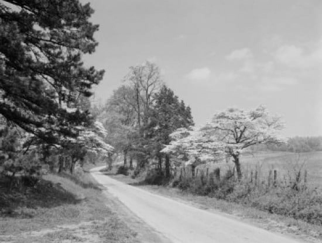 USA Virginia Dogwwod blossoms and side road Canvas Art - (24 x 36)