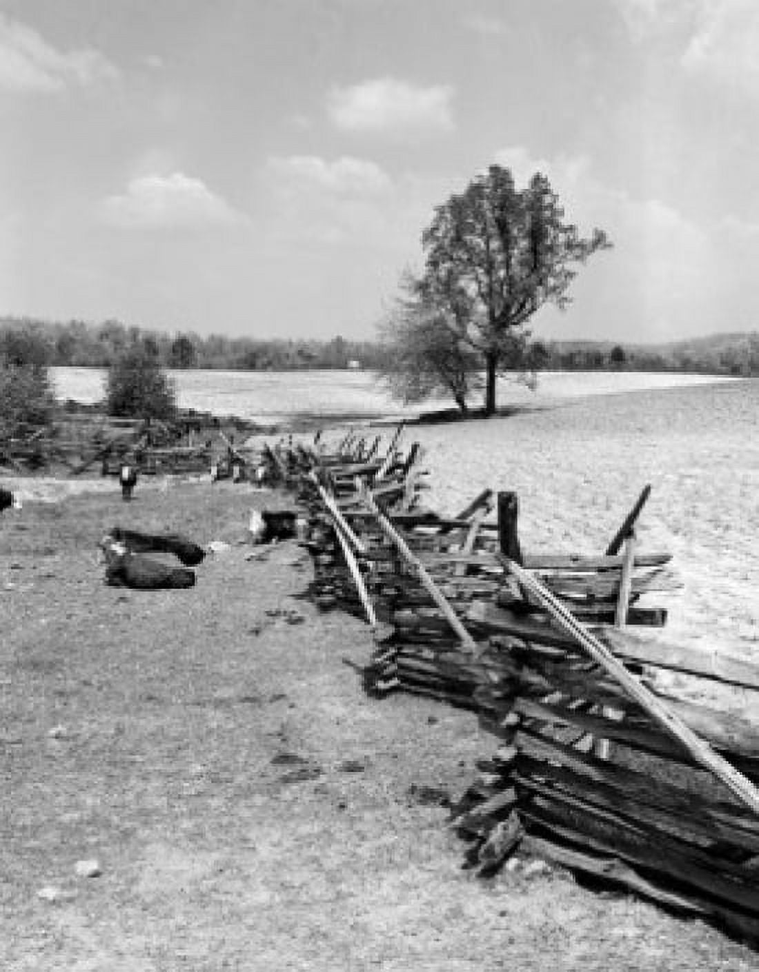 USA Virginia Warrenton Calves and cattle with rustic fence Canvas Art - (18 x 24)