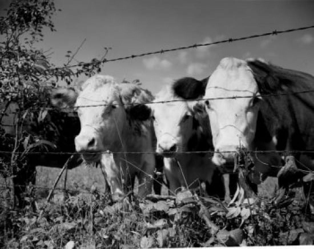 USA Virginia near Wytheville cows on pasture Canvas Art - (18 x 24)