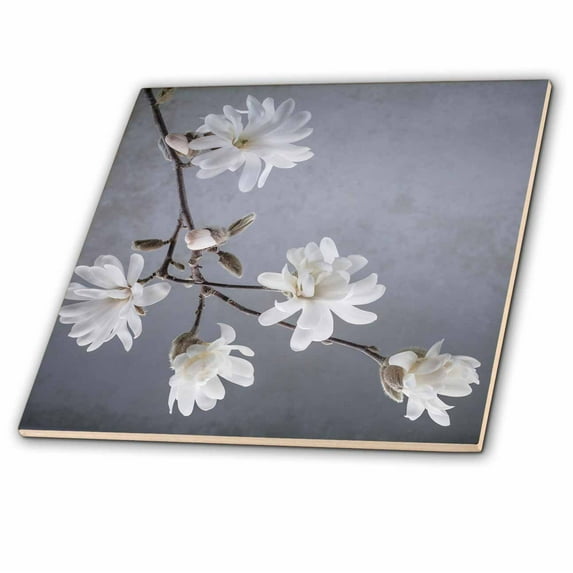 3dRose, USA, WA, Seabeck. White magnolia flowers and branches. , 12 Inch Ceramic Tile