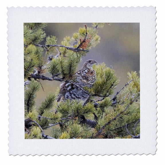 3dRose, USA, WY, Yellowstone NP. A gray partridge sitting in a pine tree., 12x12 inch quilt square