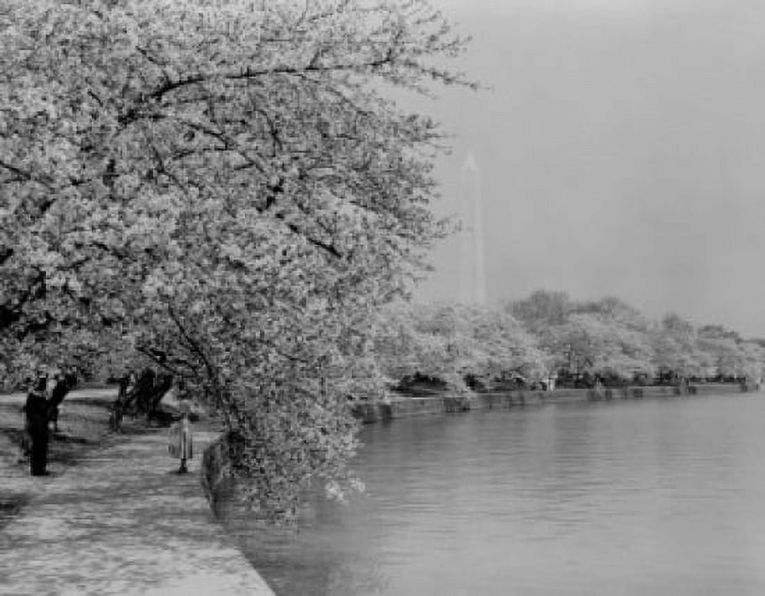 USA Washingotn DC Washington Monument with cherry trees in blossom around Tidal Basin Canvas Art - (24 x 36)