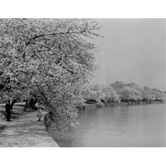 USA Washingotn Dc Washington Monument with Cherry Trees in Blossom Around Tidal Basin Poster Print - 18 x 24 in.