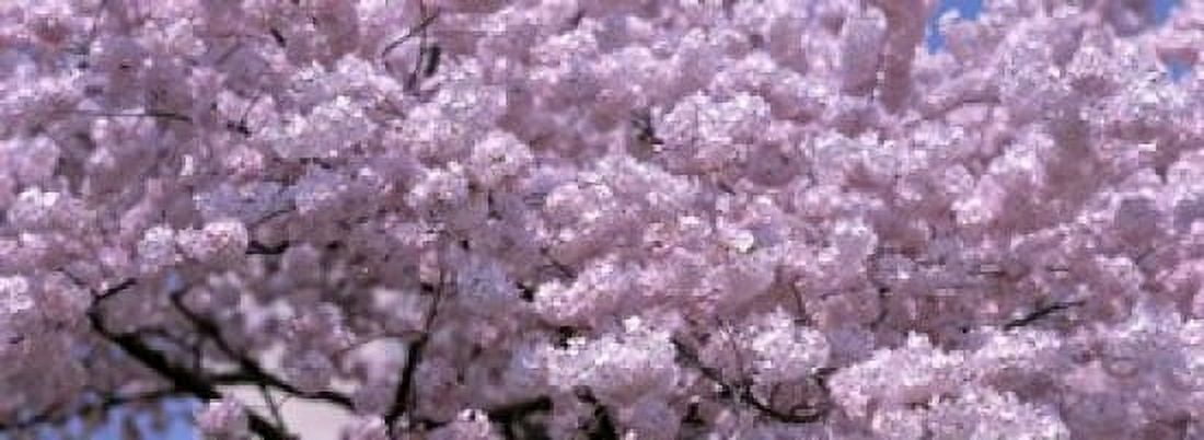 USA Washington DC Close-up of cherry blossoms Canvas Art - Panoramic Images (18 x 7)