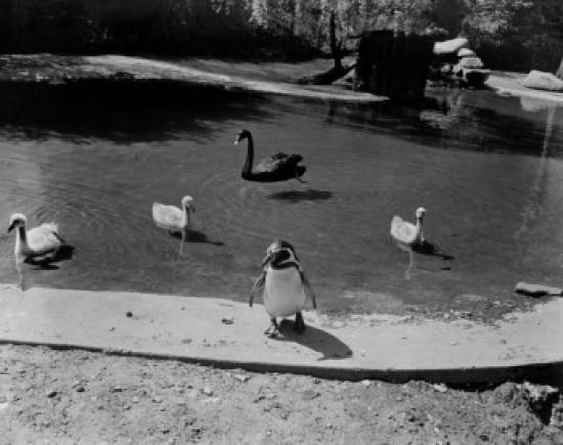 USA Washington DC Rock Creek Park National Zoo penguin black swan and cygnets Canvas Art - (24 x 36)