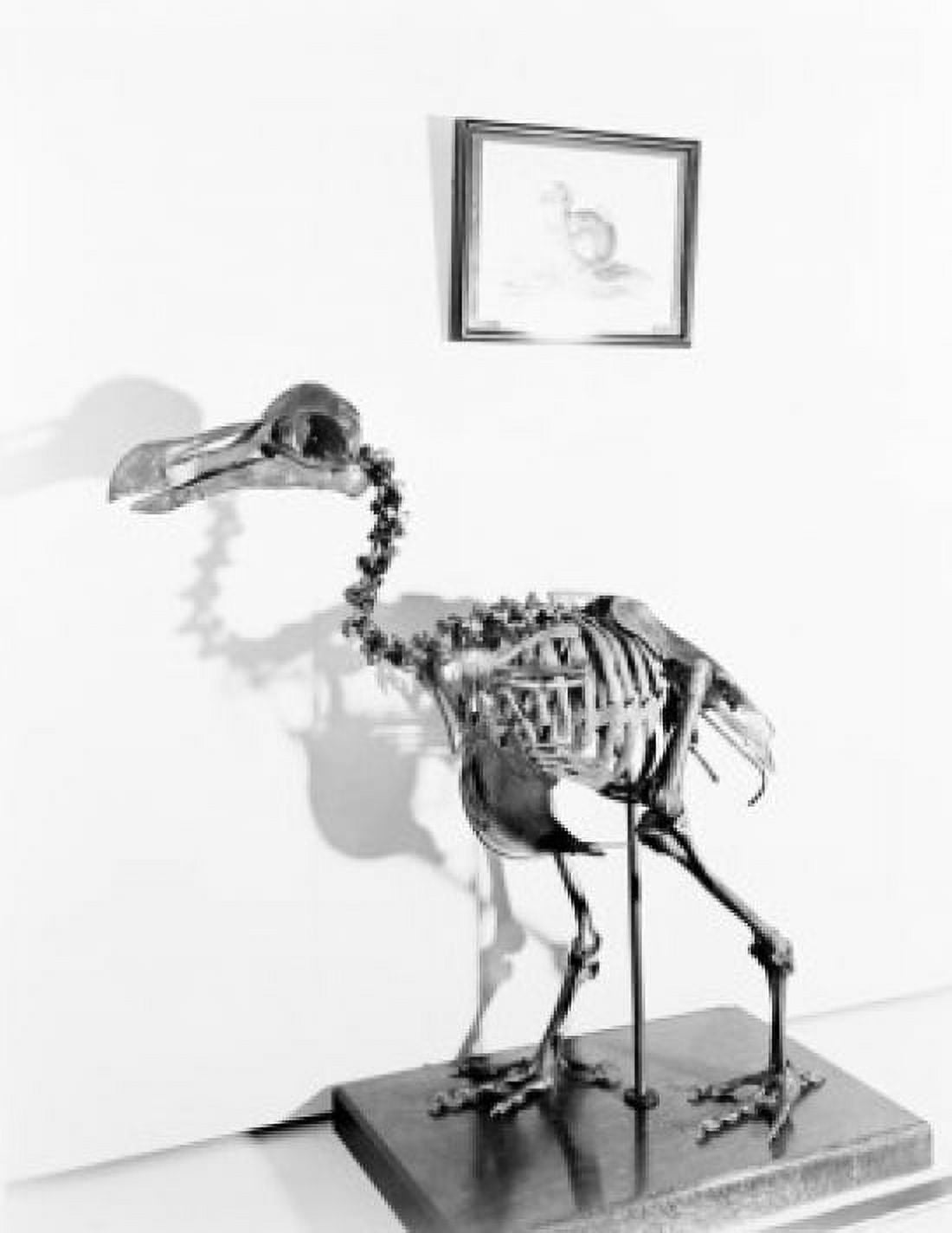 USA Washington DC Skeleton of extinct dodo at Smithsonian Institute Canvas Art - (18 x 24)