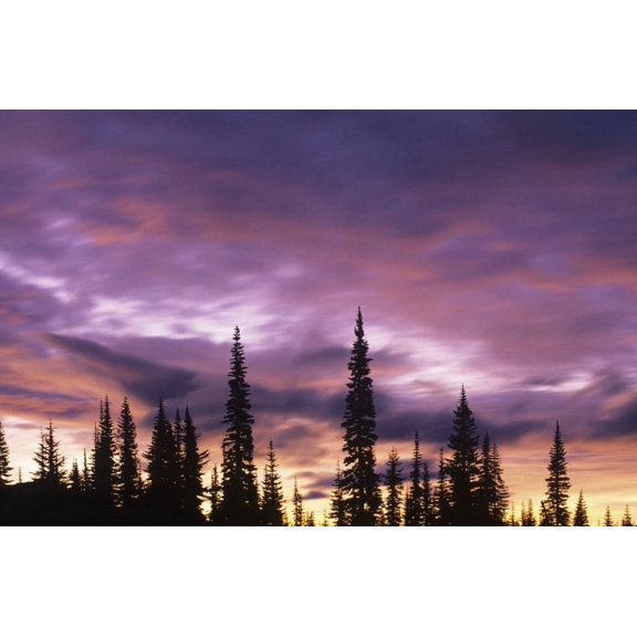 USA, Washington, Mt. Rainier National Park. Sunset with clouds and forest silhouette. Poster Print by Jaynes Gallery (18 x 24)